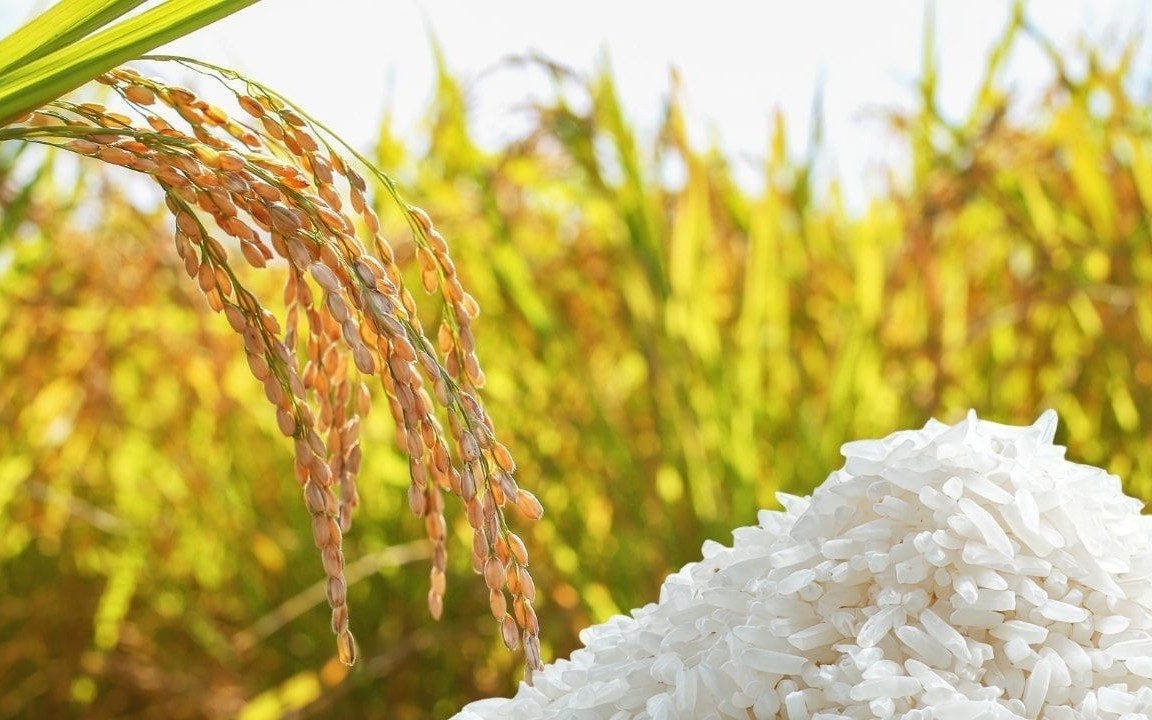 Ngày 7/6: Giá lúa gạo tại Đồng bằng sông Cửu Long ít biến động, giao dịch chậm