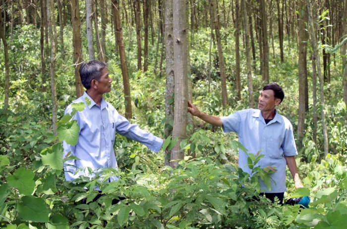 Hơn 3 triệu ha rừng không chủ: Điểm nghẽn của xuất khẩu xanh và thị trường carbon Hơn 3 triệu ha rừng không chủ: Điểm nghẽn của xuất khẩu xanh và thị trường carbon
