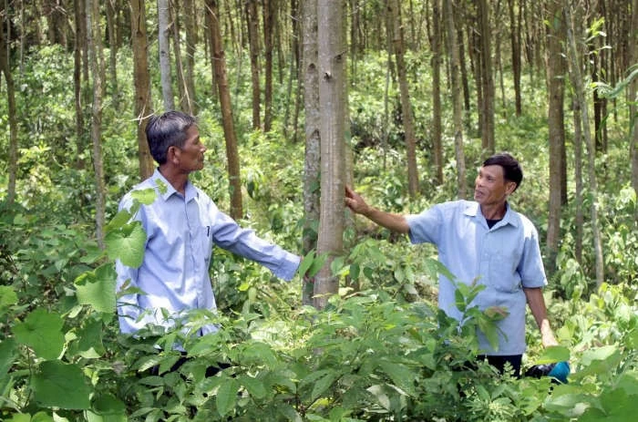 Hơn 3 triệu ha rừng không chủ: Điểm nghẽn của xuất khẩu xanh và thị trường carbon