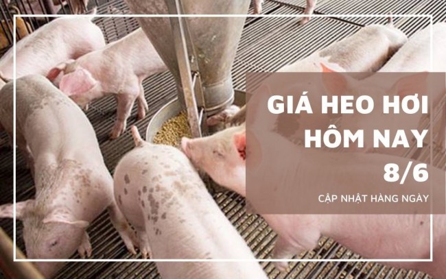 Ngày 8/6: Giá heo hơi dao động trong khoảng 64.000 - 68.000 đồng/kg