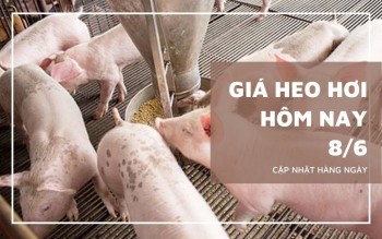 Ngày 8/6: Giá heo hơi dao động trong khoảng 64.000 - 68.000 đồng/kg