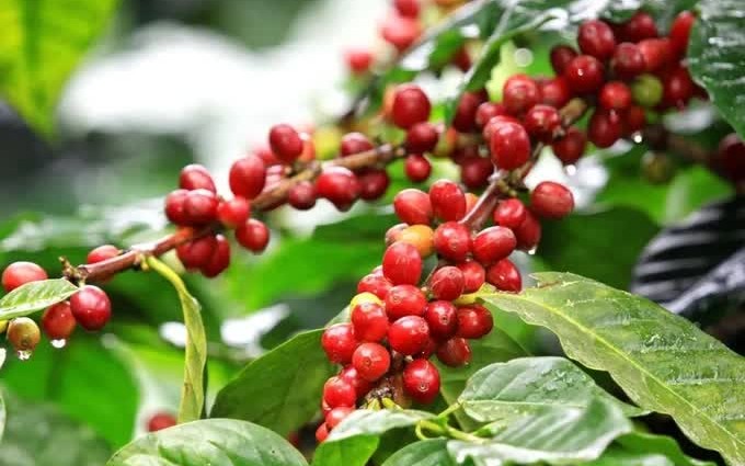 Ngày 13/6: Giá cà phê tăng vọt, hồ tiêu giữ vững vùng 140.000 đồng/kg
