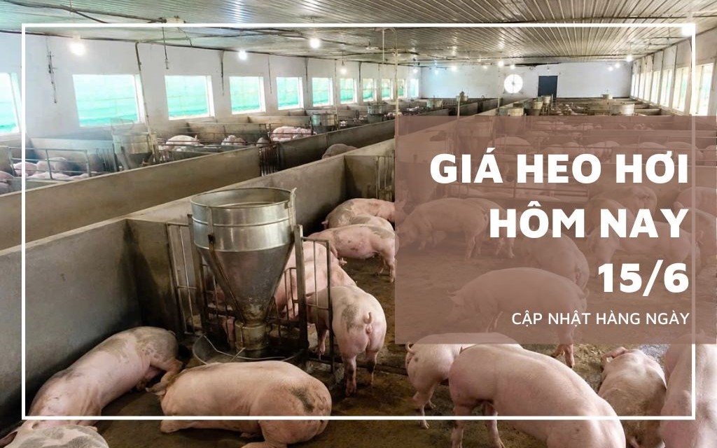 Ngày 15/6: Giá heo hơi tại nhiều địa phương về sát mốc 62.000 đồng/kg