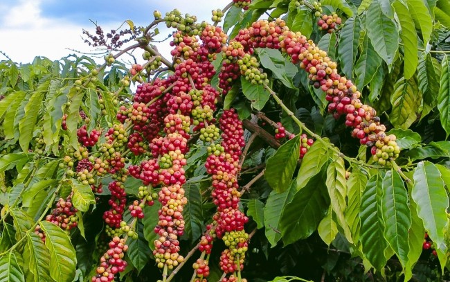 Ngày 16/6: Giá cà phê tiếp tục neo cao, hồ tiêu ở mức 140.500 đồng/kg