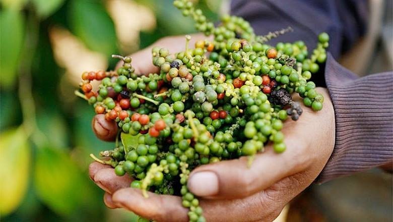 Ngày 23/6: Giá cà phê đồng loạt khởi sắc, hồ tiêu ổn định ở vùng cao giatieu.jpg