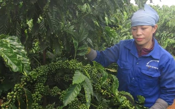 Dữ liệu vùng trồng: Điều kiện sống còn của nông sản xuất khẩu