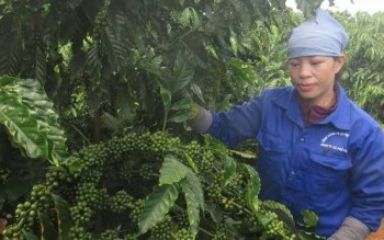 Dữ liệu vùng trồng: Điều kiện sống còn của nông sản xuất khẩu