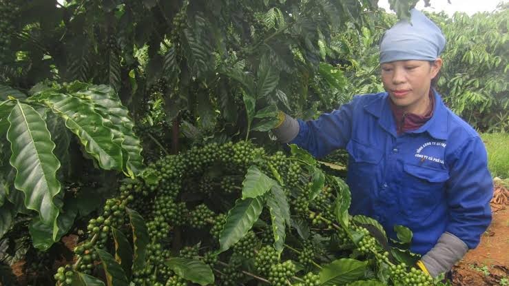 Dữ liệu vùng trồng: Điều kiện sống còn của nông sản xuất khẩu Dữ liệu vùng trồng: Điều kiện sống còn của nông sản xuất khẩu