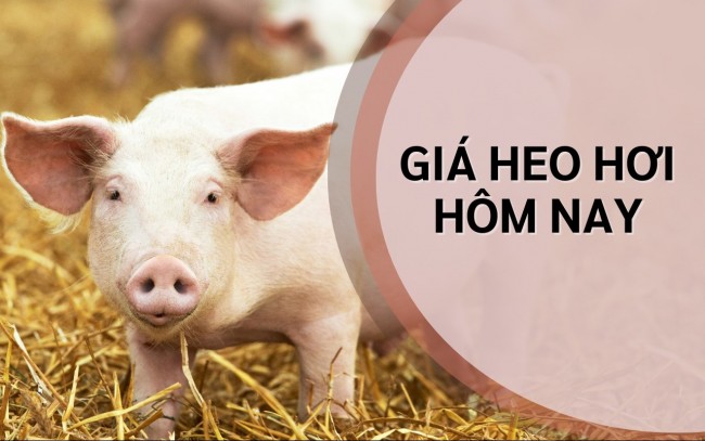 Ngày 25/6: Giá heo hơi ở miền Bắc cao nhất cả nước