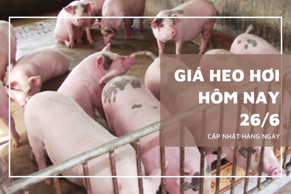 Ngày 26/6: Giá heo hơi tại miền Nam vẫn neo ở vùng thấp nhất