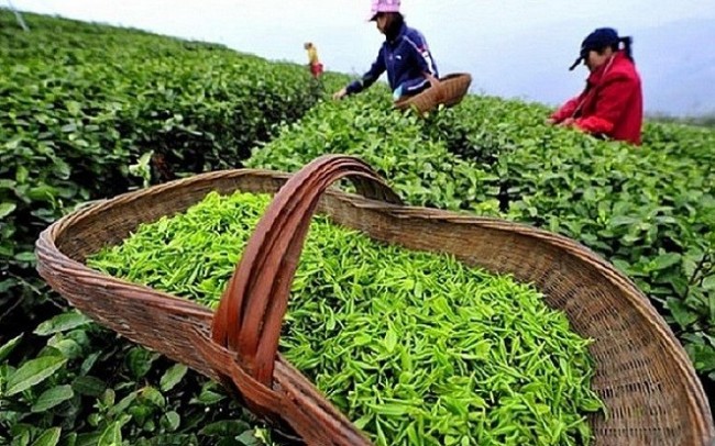 Hải quan tháo gỡ vướng mắc cho các container chè xuất khẩu phải tái nhập tại Hải Phòng