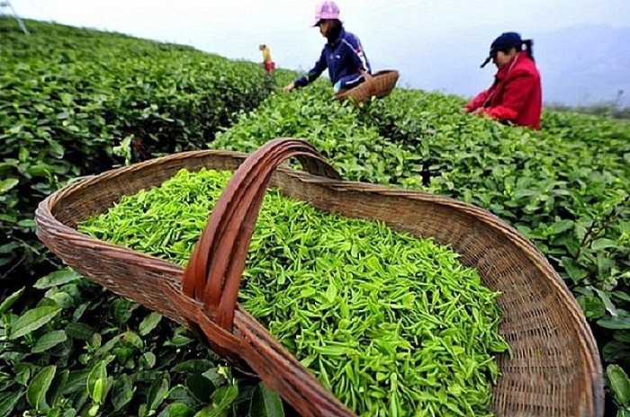Hải quan tháo gỡ vướng mắc cho các container chè xuất khẩu phải tái nhập tại Hải Phòng