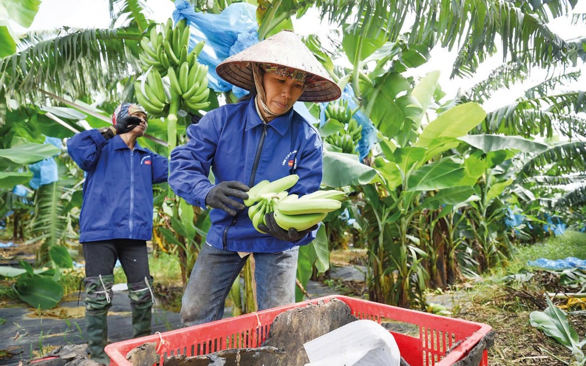 “Cẩm nang” vượt rào cản để xuất khẩu thực phẩm sang Trung Quốc