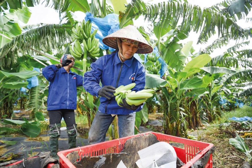 “Cẩm nang” vượt rào cản để xuất khẩu thực phẩm sang Trung Quốc