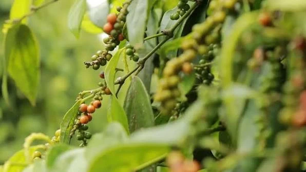 Ngày 27/6: Giá cà phê tăng vượt mốc 90.000 đồng/kg, hồ tiêu ổn định giatieu.jpg