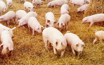 Ngày 28/6: Giá heo hơi tại nhiều địa phương giảm về 66.000 đồng/kg
