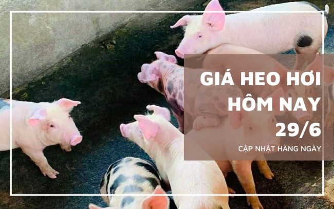 Ngày 29/6: Giá heo hơi tại nhiều nơi ở miền Bắc và miền Trung tiếp tục giảm