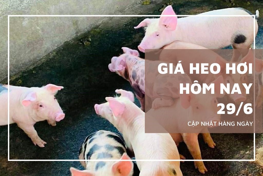 Ngày 29/6: Giá heo hơi tại nhiều nơi ở miền Bắc và miền Trung tiếp tục giảm