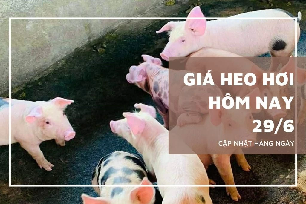 Ngày 29/6: Giá heo hơi tại nhiều nơi ở miền Bắc và miền Trung tiếp tục giảm Ngày 29/6: Giá heo hơi tại nhiều nơi ở miền Bắc và miền Trung tiếp tục giảm