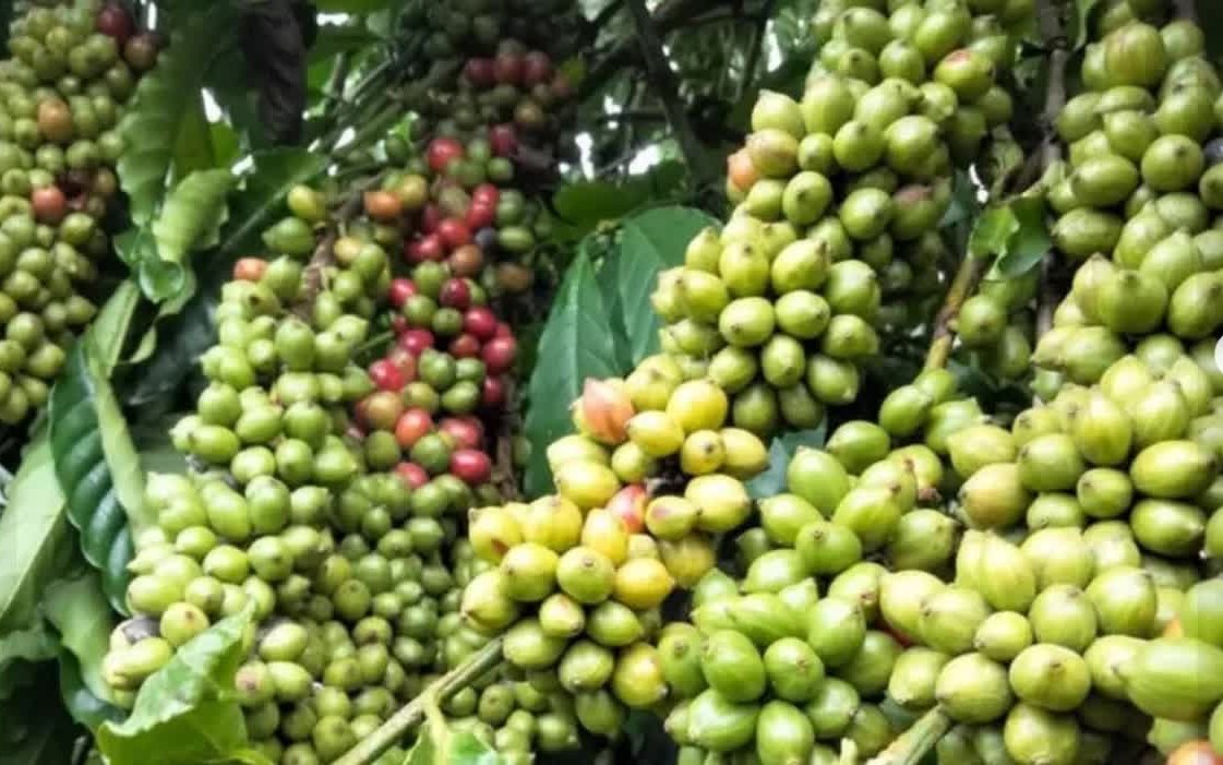 Ngày 30/6: Giá cà phê thế giới tăng mạnh, hồ tiêu giữ vững mốc 139.000 đồng/kg