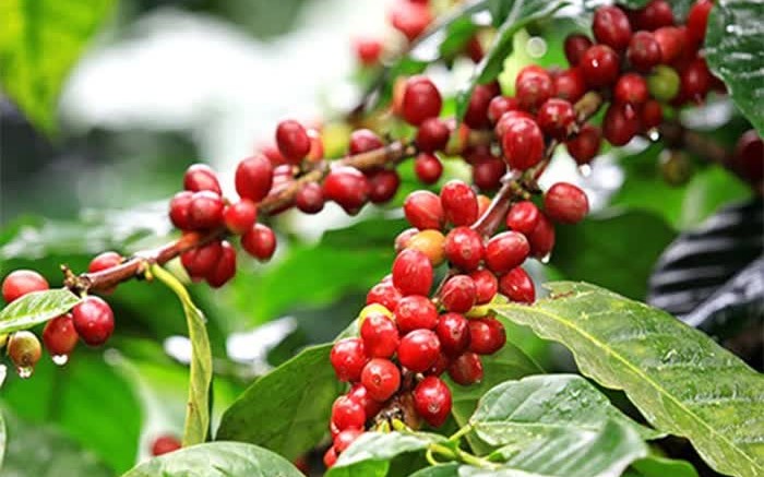 Ngày 2/7: Giá cà phê bật tăng mạnh, hồ tiêu neo ở mức cao