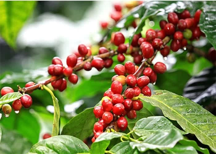 Ngày 2/7: Giá cà phê bật tăng mạnh, hồ tiêu neo ở mức cao giacaphe.webp