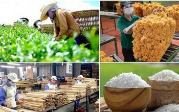 Việt Nam thu về gần 35,9 tỷ USD từ xuất khẩu nông, lâm, thủy sản trong nửa đầu năm 2026