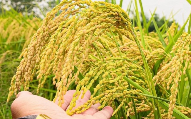Ngày 5/7: Giá lúa tươi tại Đồng bằng sông Cửu Long đảo chiều tăng