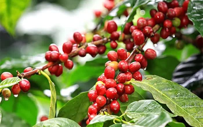 Ngày 6/7: Giá cà phê tăng mạnh, hồ tiêu xuống đáy một năm