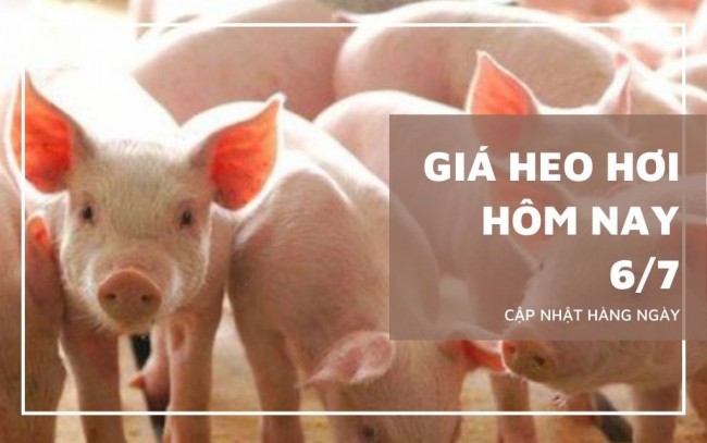 Ngày 6/7: Giá heo hơi dao động từ 60.000 - 66.000 đồng/kg