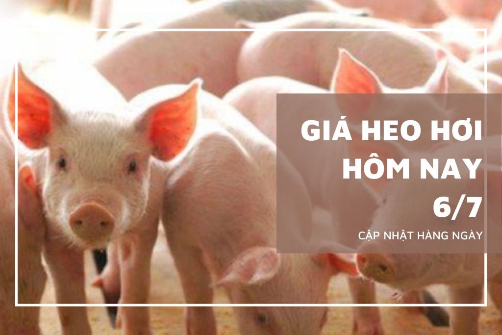 Ngày 6/7: Giá heo hơi dao động từ 60.000 - 66.000 đồng/kg Ngày 6/7: Giá heo hơi dao động từ 60.000 - 66.000 đồng/kg