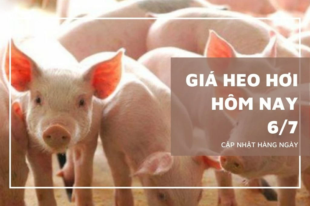 Ngày 6/7: Giá heo hơi dao động từ 60.000 - 66.000 đồng/kg