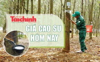 Ngày 6/7: Giá cao su thế giới đồng loạt phục hồi