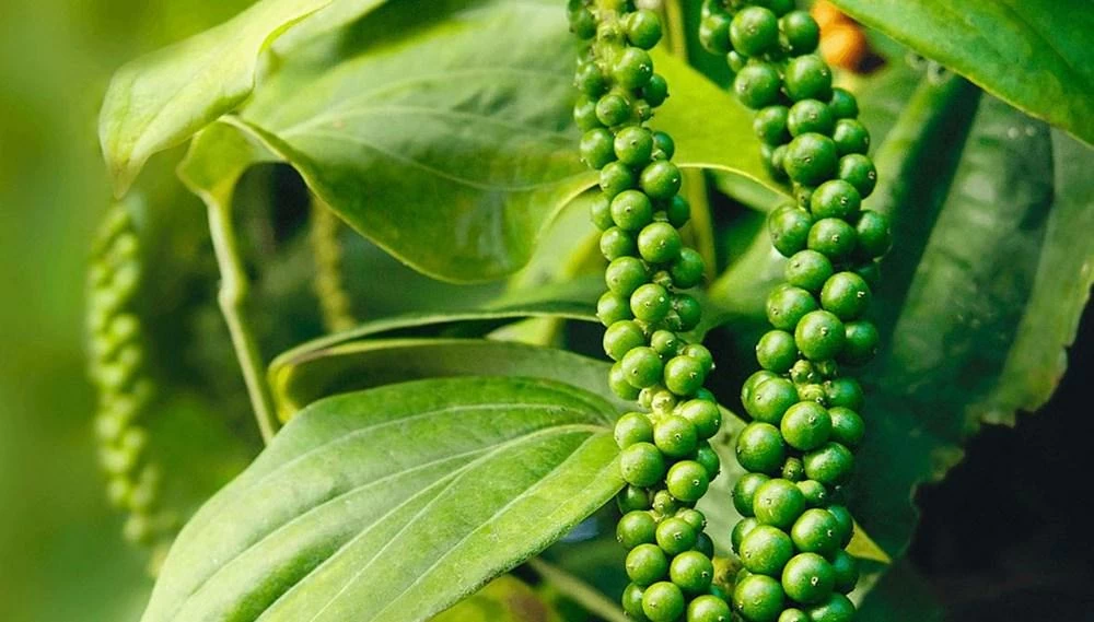 Ngày 8/7: Giá cà phê tăng kỷ lục, hồ tiêu neo ở mức 135.000 đồng/kg giatieu_1783409209.jpg