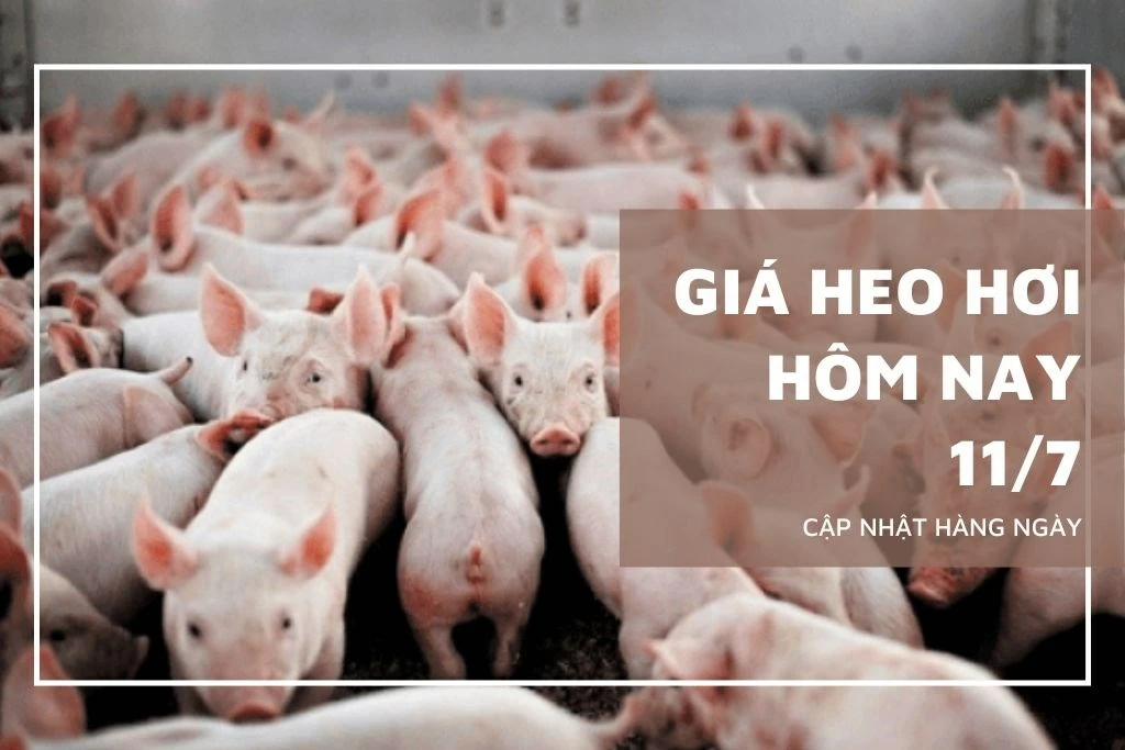 Ngày 11/7: Giá heo hơi lặng sóng trên cả nước Ngày 11/7: Giá heo hơi lặng sóng trên cả nước