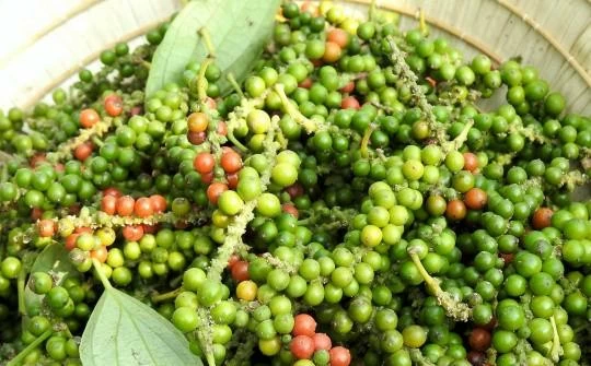 Ngày 12/7: Giá cà phê quay đầu giảm mạnh, hồ tiêu đi ngang giatieu1_1783785425.jpg