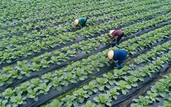 Gỡ điểm nghẽn mã số vùng trồng, mở rộng cửa xuất khẩu