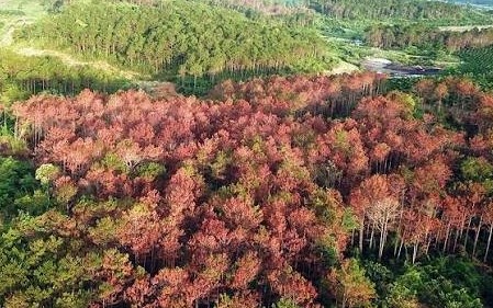 RECAF thúc đẩy giảm phát thải, chuẩn bị nền tảng cho thị trường các-bon