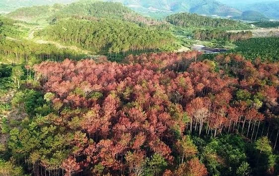 RECAF thúc đẩy giảm phát thải, chuẩn bị nền tảng cho thị trường carbon