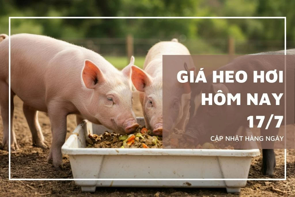 Ngày 17/7: Giá heo hơi dao động từ 62.000 - 67.000 đồng/kg