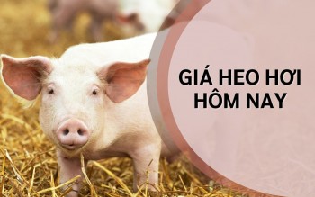 Ngày 18/7: Giá heo hơi lặng sóng ở cả 3 miền trên cả nước