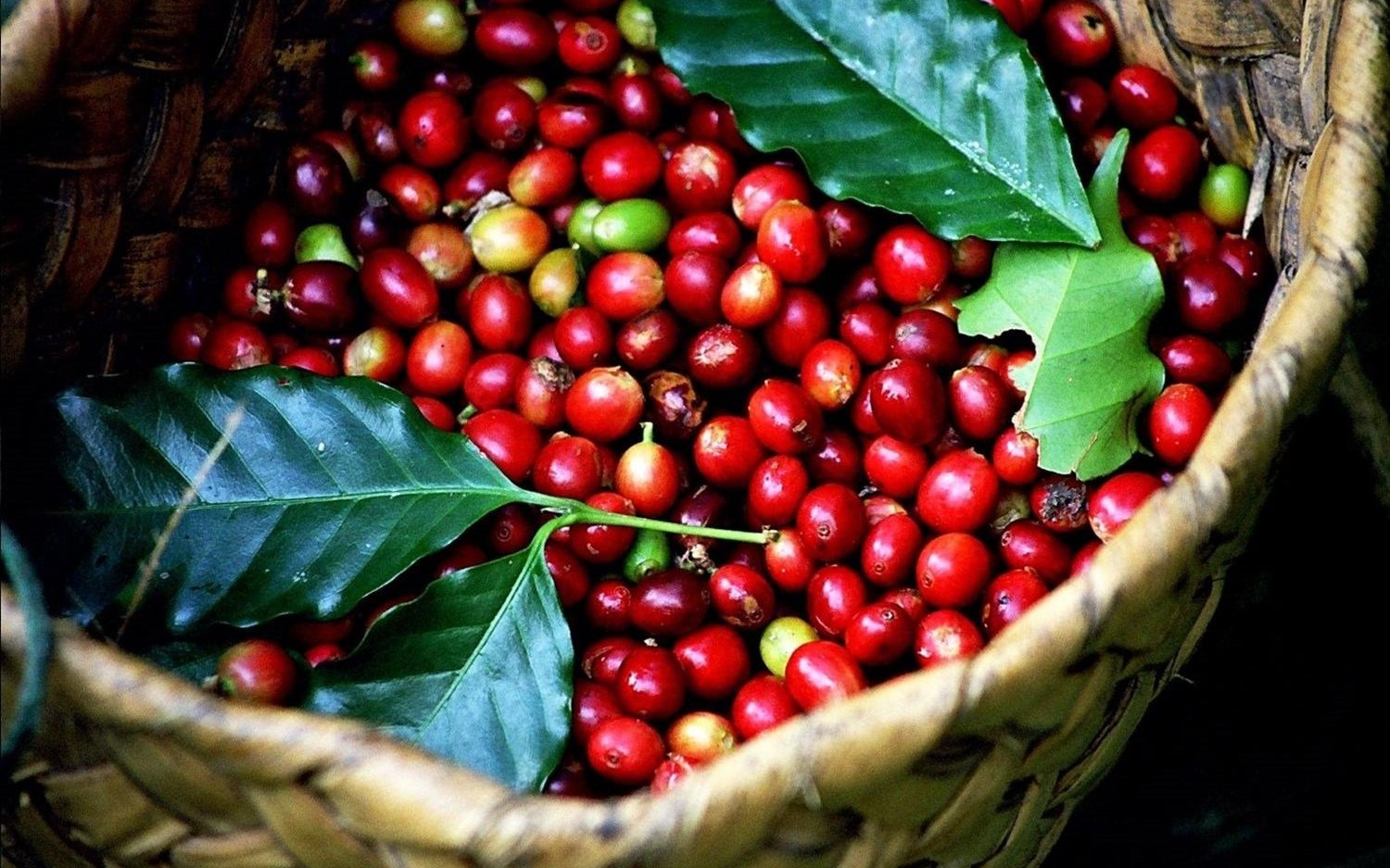 Ngày 20/7: Giá cà phê tăng mạnh, hồ tiều lùi về mức 137.000 đồng/kg