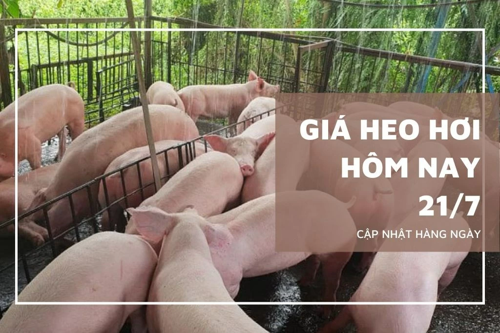 Ngày 21/7: Giá heo hơi tại một số địa phương ở ba miền trên cả nước giảm Ngày 21/7: Giá heo hơi tại một số địa phương ở ba miền trên cả nước giảm
