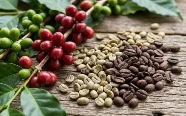 Ngày 22/7: Giá cà phê tiếp đà tăng, hồ tiêu ở mức 140.500 đồng/kg