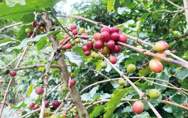Dữ liệu vùng trồng trở thành "chìa khóa" nâng giá trị xuất khẩu cà phê