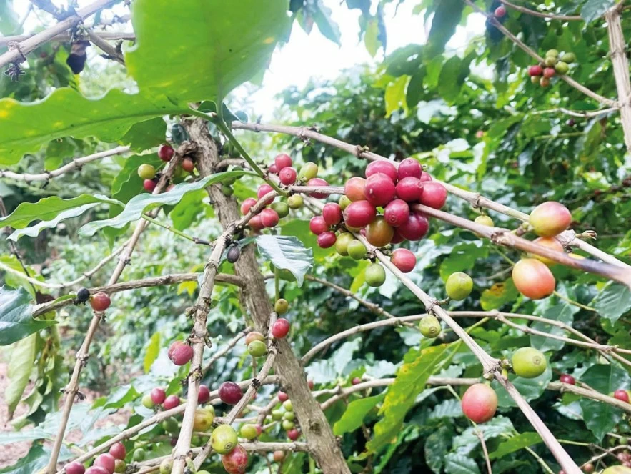 Dữ liệu vùng trồng trở thành Dữ liệu vùng trồng trở thành
