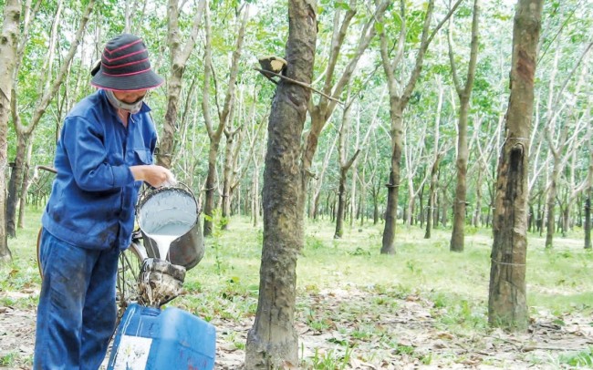 Giá cao su: Yếu tố hỗ trợ và sức ép đan xen