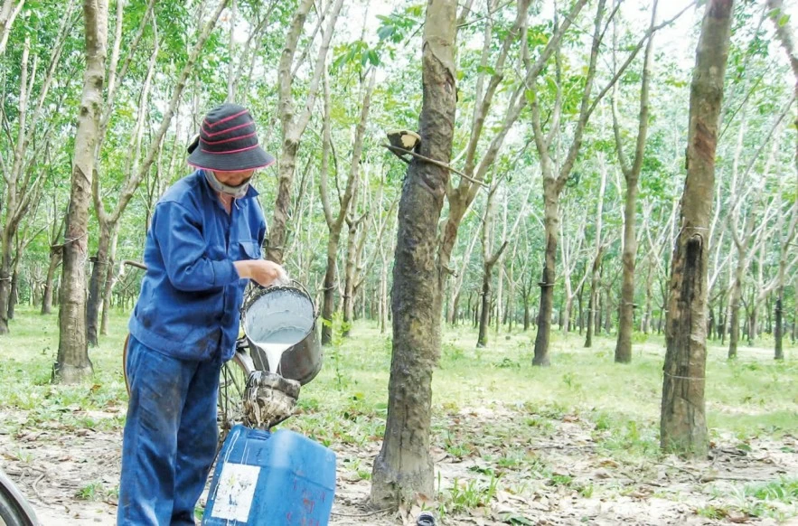 Giá cao su: Yếu tố hỗ trợ và sức ép đan xen Giá cao su: Yếu tố hỗ trợ và sức ép đan xen