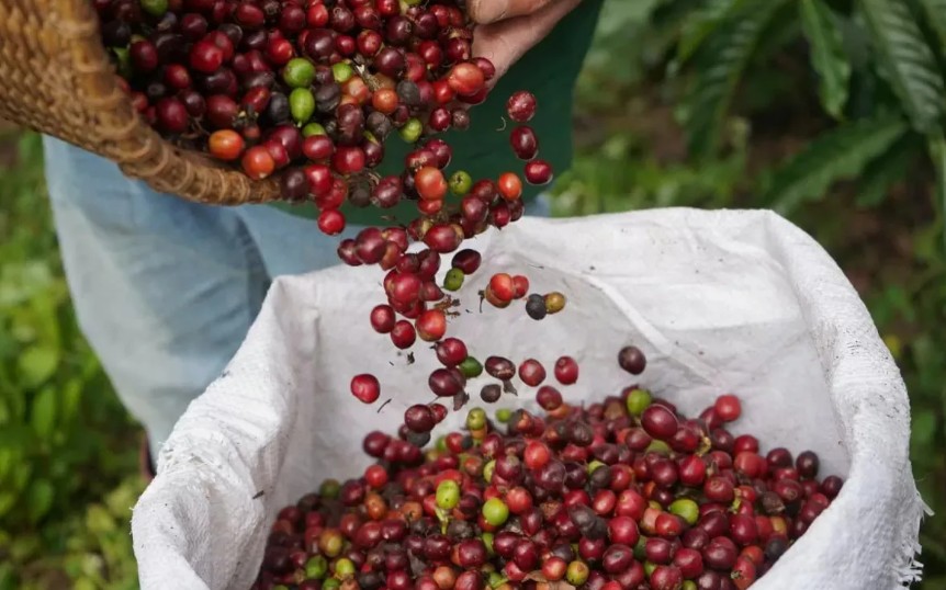Ngày 26/7: Giá cà phê trong khoảng 95.300 - 96.000 đồng/kg, hồ tiêu neo ở mức cao