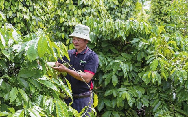 Ngành hồ tiêu cần đáp ứng các tiêu chuẩn để tăng lợi thế cạnh tranh